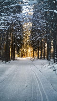 a snow covered road surrounded by tall trees