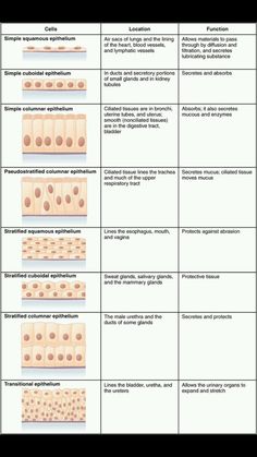 an image of different types of skin and their functions in the human body, with text below