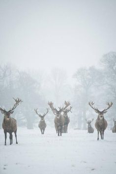 House Baratheon, Passive Voice, Regnul Animal, Kuroo Tetsurou, 카드 디자인, Valar Morghulis, Mule Deer, Manx, Winter Beauty