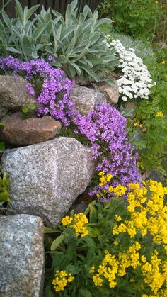 colorful flowers and rocks in a garden