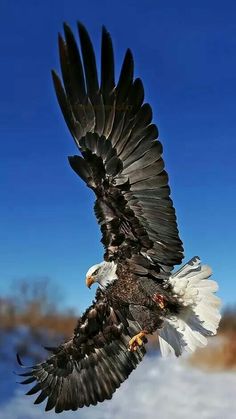 an eagle flying in the air with its wings spread out and it's talon extended