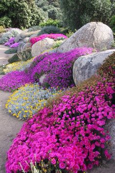 many different types of flowers growing on the ground