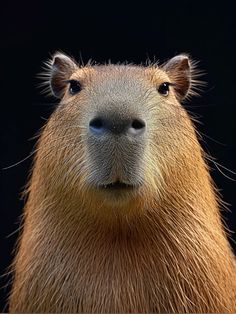 a capybara is looking at the camera