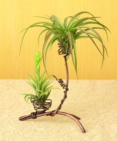 an air plant in a wire basket on a table