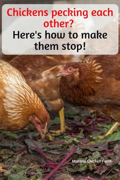 chickens pecking each other? here's how to make them stop cover image