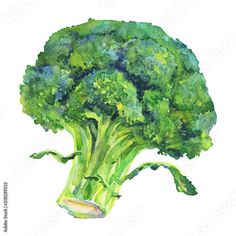 watercolor painting of broccoli on white background, hand drawn illustration with clippings