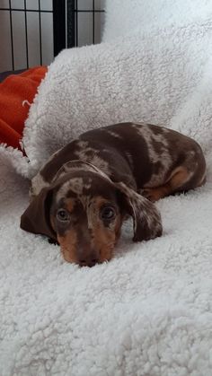 a brown and black dog laying on top of a fluffy white bed covered in blankets