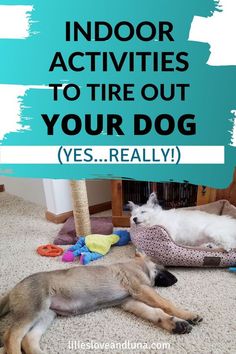 two dogs laying on the floor with text overlay that reads indoor activities to tire out your dog yes really