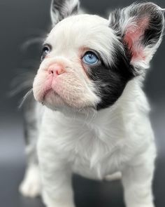 a small black and white puppy with blue eyes