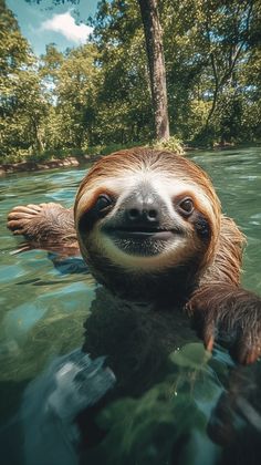 a sloth is swimming in the water