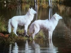 two white dogs are standing in the water near some trees and grass, looking at each other