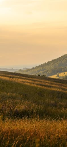 a lone horse standing in the middle of a field