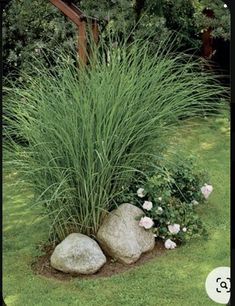 the grass is growing next to some rocks