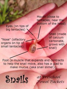 the parts of a snail in someone's hand, labeled with their name and description