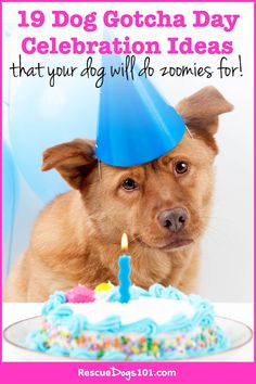 a dog wearing a birthday hat with a cake in front of it and the caption reads, 19 dog gotha day celebration ideas that your dog will be zombies for