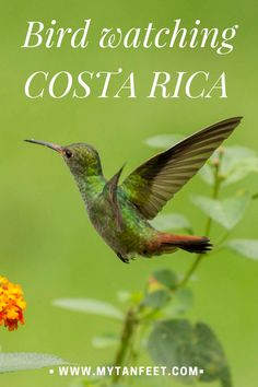 a hummingbird flying over a flower with the words bird watching costa rica