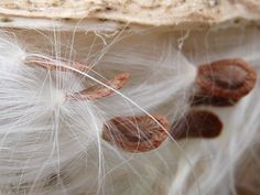 the feathers are white with brown spots on them