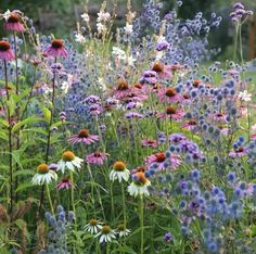 many different types of flowers in a garden