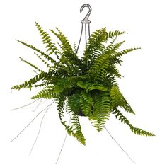 a green plant hanging from a hook on a white wall