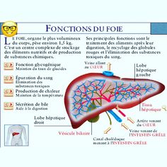 diagram of the human body and its functions