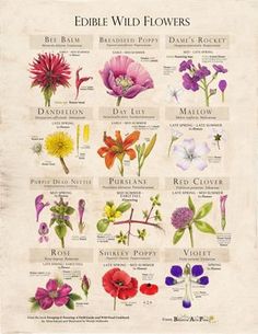 the edible wildflowers poster is shown with different flowers and their names on it