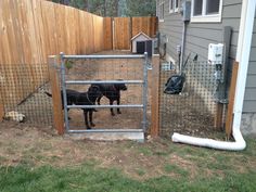 a black dog standing in front of a gate