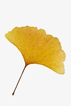 Ginkgo Art, Yellow Png, Gingko Biloba, Leaves Png, Ginkgo Leaves, Leaf Drawing