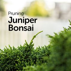 the words pruning jumper bonsai are in front of some green bushes and trees