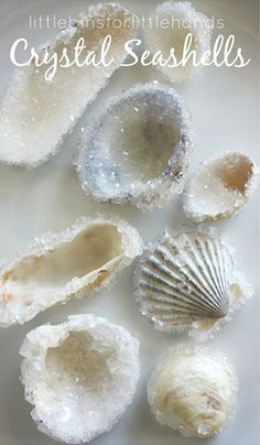 several seashells on a white plate with the caption crystal seashells