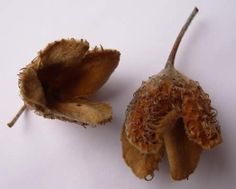 two dried flowers sitting next to each other on a white surface with one flower bud still attached