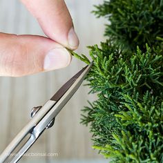 Pruning Juniper Bonsai for Beginners - Basic Bonsai Cedar Bonsai, Redwood Bonsai, Juniper Plant, Shimpaku Juniper Bonsai