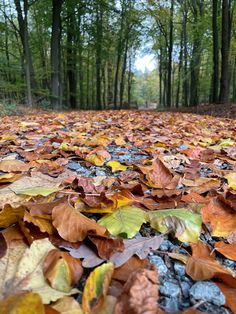 the leaves on the ground are all over the forest floor, and there is no image here to provide a caption for