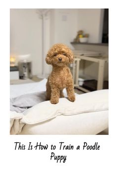 This Is How to Train a Poodle Puppy Mini Poodle Puppy Haircut, Toy Poodle Puppies Haircuts, Mini Poodle Haircut, Mini Poodle Haircut Styles, Toy Poodle Grooming, Toy Poodle Haircut Teddy Bears, Toy Poodle Puppy Cut, Miniature Poodle Haircuts