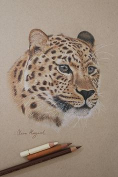 a pencil drawing of a cheetah's face on paper next to two brown crayons