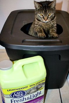 a cat sitting on top of a trash can next to a gallon of cleaner liquid