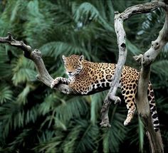 a leopard laying on top of a tree branch