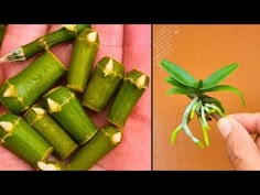 a hand holding a green plant with leaves on it and another photo of the same plant