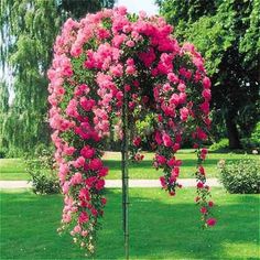 pink flowers are growing on the side of a tree in a green park with grass and trees behind it