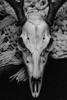 an animal skull with antlers on it's head is shown in black and white