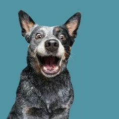 a close up of a dog with its mouth open