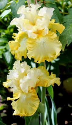 yellow flowers are growing in the garden