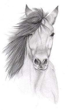 a pencil drawing of a horse with long hair