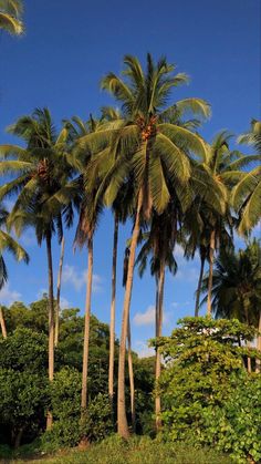 some palm trees and bushes under a blue sky