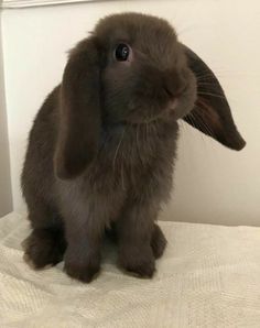 a brown rabbit sitting on top of a bed