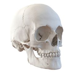 an image of a human skull on a white background with clippings to the side