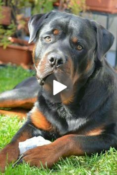 a large black and brown dog laying in the grass