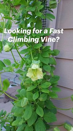 a tall green plant with flowers growing on it's sides and the words turn your trellis into a vertical garden