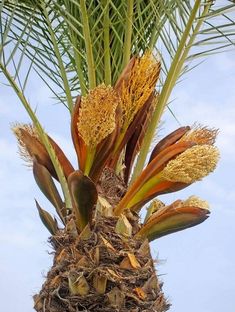 a palm tree with brown and yellow flowers