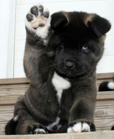 a black and brown puppy sitting on top of a wooden bench with its paw up