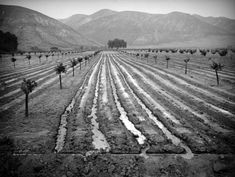 an empty field with rows of trees and mountains in the backgroung area